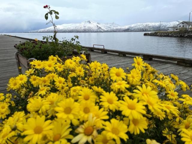 1. Etg I Dampskipsbrygga, Lodingen Havn Exterior foto